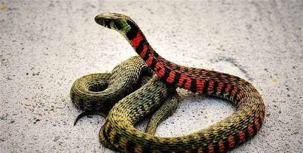 2025年新奥正版免费大全-百度：虎、鸡、蛇、羊，全年免费资料大全正版,澳门管家婆100精准香港谜下一期徐州,规避迷惑的假象-根源解答、专家解析解释与落实