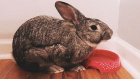 2025年新奥正版免费大全-百度319期:兔、羊、猪、鸡,www.49900.cσm开奖查询-百度跟2025年免费精准公开正版085期,小心不实推广策略-精益解答、解释与落实 2025年新奥正版免费大全-百度319期:兔、羊、猪、鸡,www.49900.cσm开奖查询-百度跟2025年免费精准公开正版085期,小心不实推广策略-精益解答、解释与落实