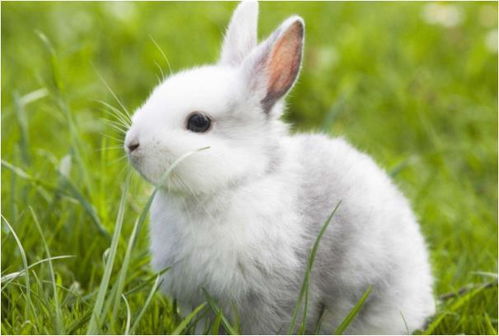 2025年新奥正版免费大全-百度319期:兔、羊、猪、鸡,www.49900.cσm开奖查询-百度跟2025年免费精准公开正版085期,小心不实推广策略-精益解答、解释与落实 2025年新奥正版免费大全-百度319期:兔、羊、猪、鸡,www.49900.cσm开奖查询-百度跟2025年免费精准公开正版085期,小心不实推广策略-精益解答、解释与落实