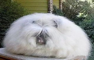 鼠、狗、羊、兔：7777788888精准新版全面释义同77778888888888精准,宏观释义、专家解析解释与落实​-谨防夸大宣传